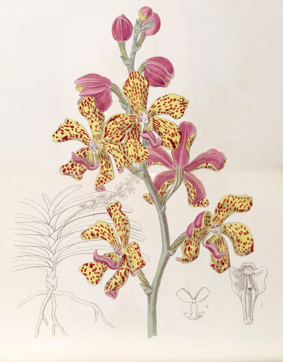 Vandopsis lissochiloides (som syn. Vanda batemannii, stavet Vanda batemanni) av Miss Drake