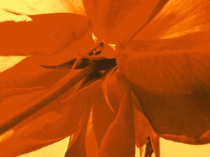 Rose blomst av Martina Konitzky