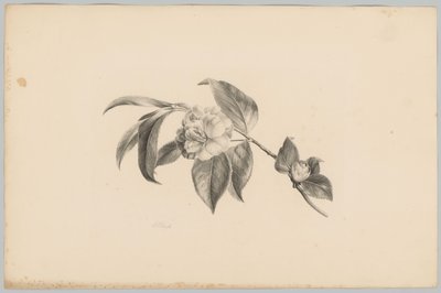 Blomster Flower and Fruit Studies (...) 3. episode (serietittel) av Anton Weiss