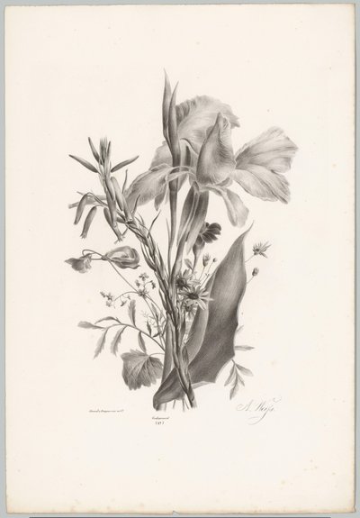 Ulike blomster Flower and Fruit Studies (...) 10. episode (serietittel) av Anton Weiss