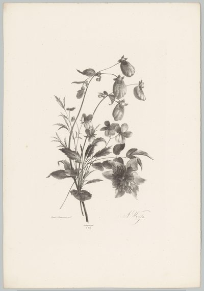 Ulike blomster Flower and Fruit Studies (...) 10. episode (serietittel) av Anton Weiss