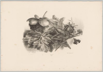 Pasjonsblomster og blader Flower and Fruit Studies (...) 10. episode (serietittel) av Anton Weiss