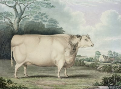Habertoft Short Horned Prize Cow, gravert av C. Hunt, 1842 (fargegravering) av B. Hubbard