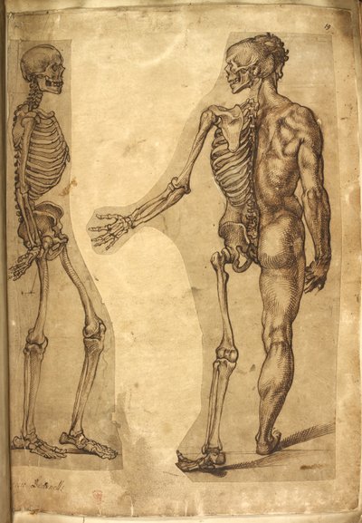 Legge til. 5259, f.19, Menneskeskjelett og halvfigur, fra 