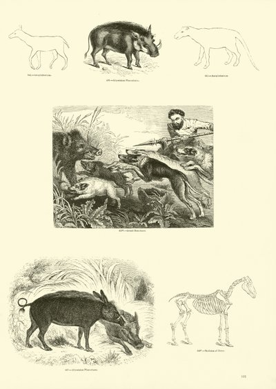 Side fra The Pictorial Museum of Animated Nature av English School