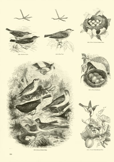 Side fra The Pictorial Museum of Animated Nature av English School